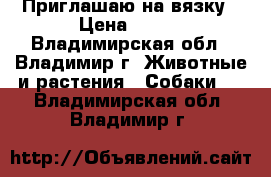 Приглашаю на вязку › Цена ­ 100 - Владимирская обл., Владимир г. Животные и растения » Собаки   . Владимирская обл.,Владимир г.